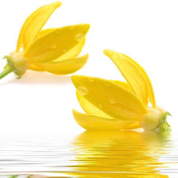 Ylang Ylang Soy Scented Melt Pack Aroma Addiction