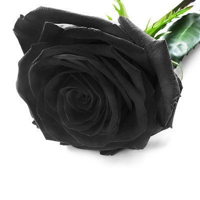Black Rose Soy Melt Pack Scented melts Aroma Addiction