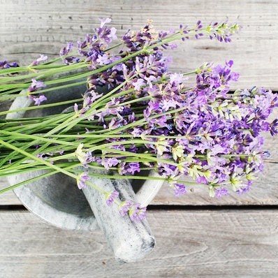 Lavender Soy Melt Pack Scented melts Aroma Addiction